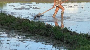 Bali rice field worker
