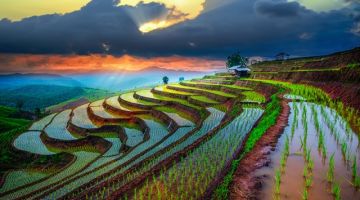rice fields in Bali