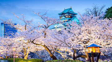 trees in Osaka, Japan